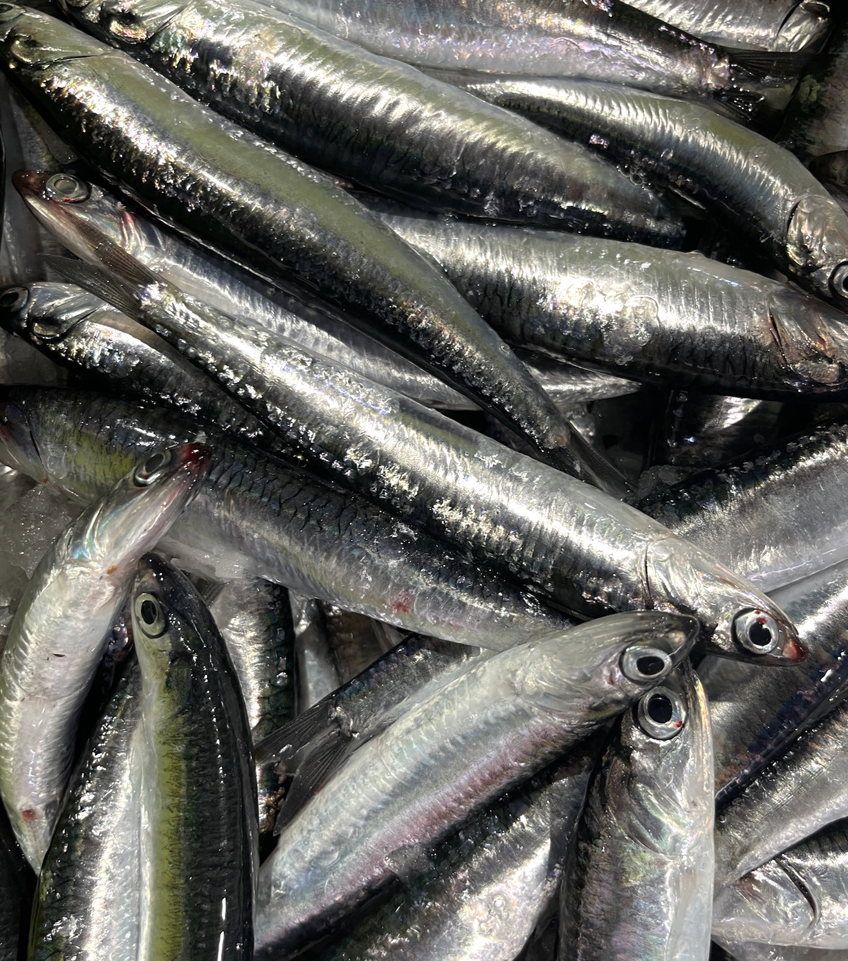 El Secreto de la Excelencia: Materia Prima y Auténtica Anchoa del Cantábrico