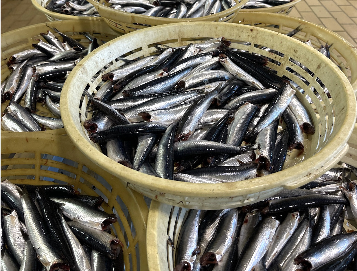 Calidad y Seguridad Alimentaria: Compromiso con la Excelencia en Anchoas Linda Playa